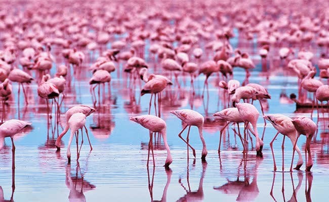 Khorgalzhyn national park - Photography pink Flamingo tour /5 days/